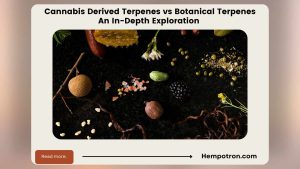 Cannabis Derived Terpenes vs Botanical Terpenes: An In-Depth Exploration Featured Image